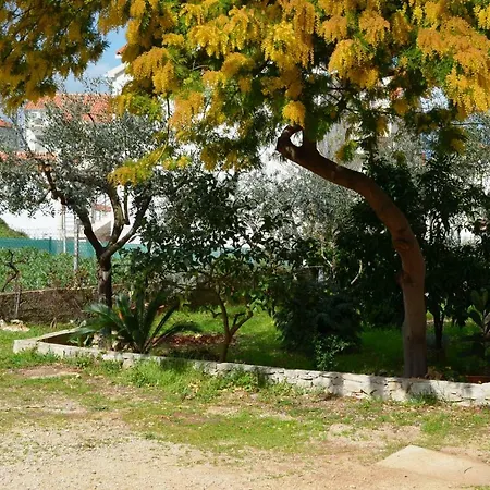Miljana *